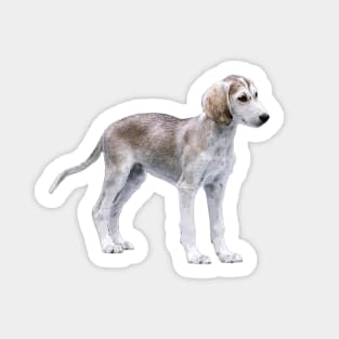 Saluki Puppy Dog Sticker